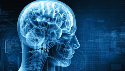मस्तिष्क के विकास में महत्वपूर्ण है जीन मस्तिष्क के विकास में महत्वपूर्ण है जीन