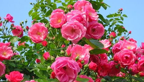 गुलाब की पंखुडियों में भीनी-भीनी खुशबू का खुला राज ...