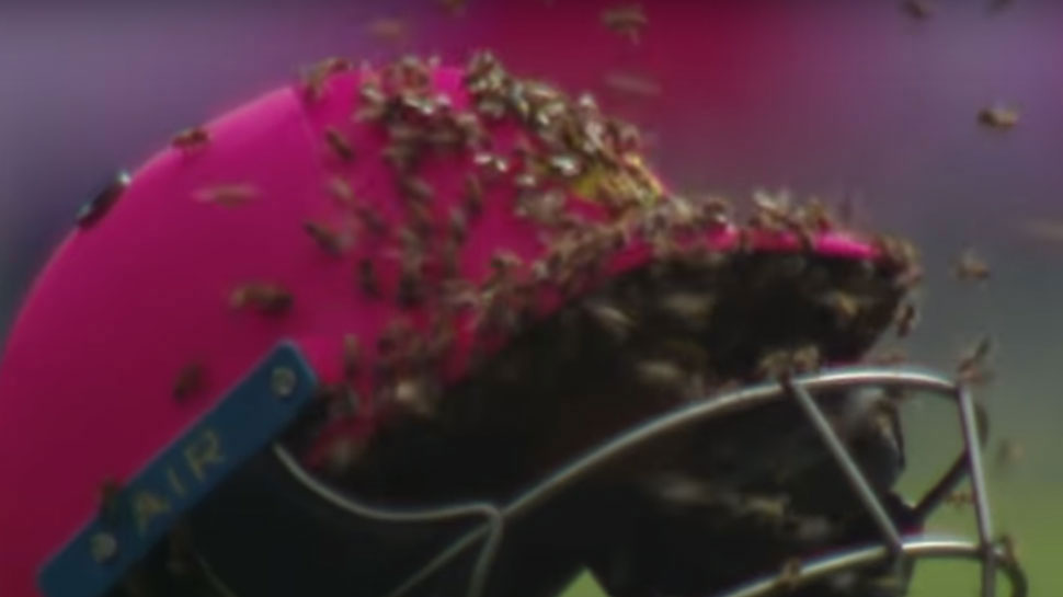 Bees attack in cricket match Bees attack in cricket match