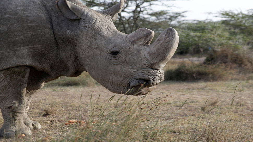 worlds last male northern white rhino ''Sudan'' dead