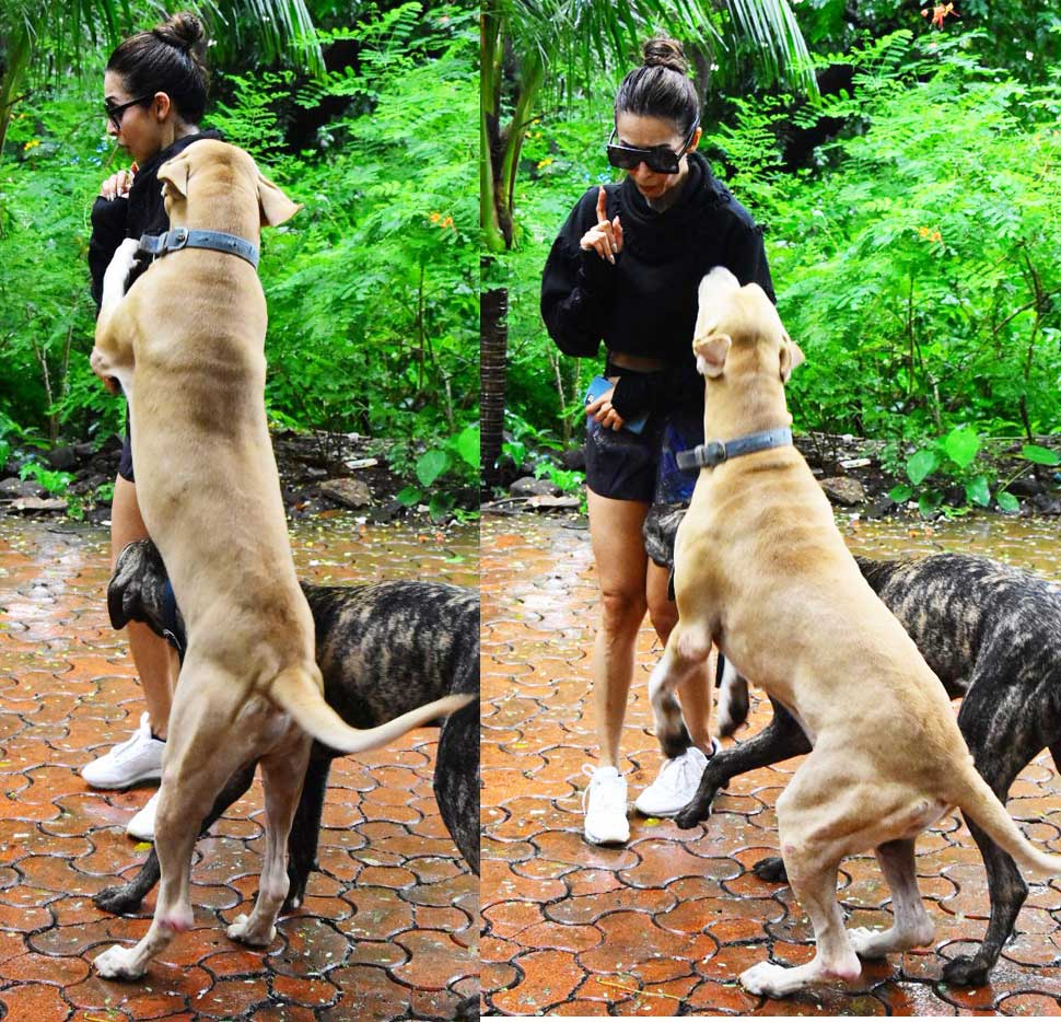 Malaika Arora attacked by pet dog in Mumbai see photos