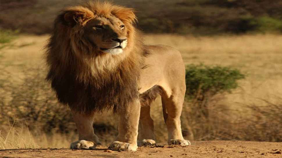 गिर के जंगलों में 14 शेरों की मौत, मॉनिटरिंग के लिए बनाई गई 140 टीमें