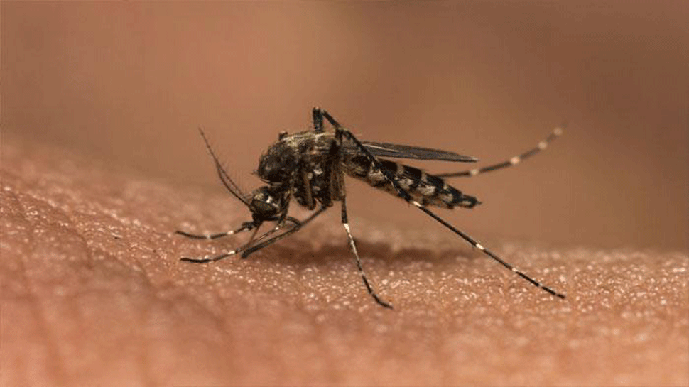 Dengue fever 2