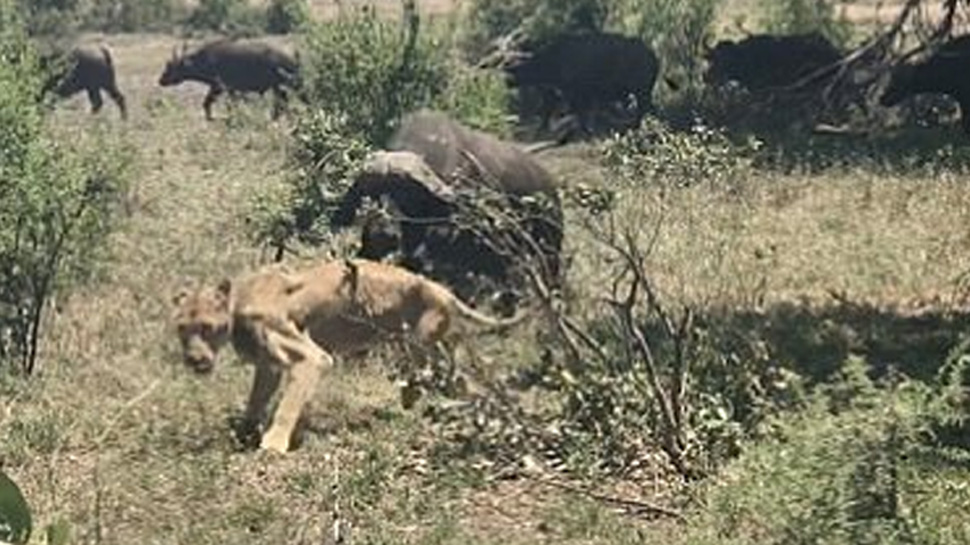 viral video, sleeping lion, attack on lion, buffalo and lion fight, भैंस और शेर की लड़ाई