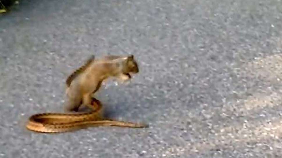 snake, snake squirrel fight, viral video, offbeat