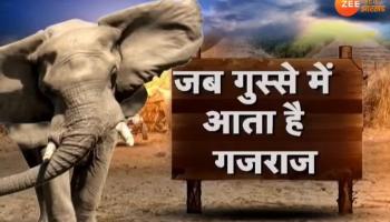 Jharkhand: Terror of the angry elephants in Jamtara Jharkhand: Terror of the angry elephants in Jamtara