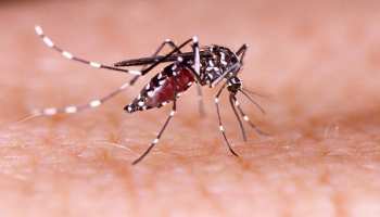 छत्तीसगढ़ में फिर बरसा डेंगू का कहर, 9 साल के बच्चे की मौत छत्तीसगढ़ में फिर बरसा डेंगू का कहर, 9 साल के बच्चे की मौत