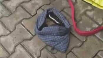 एक सांप की कीमत 1 करोड़ से ज्यादा, UP से किया जा रहा था इनका अवैध धंधा एक सांप की कीमत 1 करोड़ से ज्यादा, UP से किया जा रहा था इनका अवैध धंधा