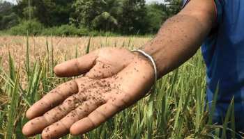 मथुरा: धान की फसल में कीड़ा लगने से 35,000 एकड़ फसल बर्बाद, मुआवजे पर नजर मथुरा: धान की फसल में कीड़ा लगने से 35,000 एकड़ फसल बर्बाद, मुआवजे पर नजर