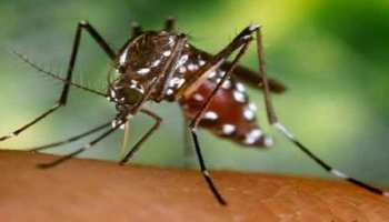 बीकानेर: जीका वायरस के बाद अब प्रदेश में डेंगू का कहर, 3 की मौत बीकानेर: जीका वायरस के बाद अब प्रदेश में डेंगू का कहर, 3 की मौत