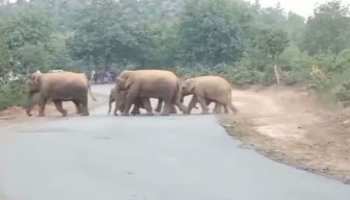 चतरा: हाथियों से परेशान हुआ दर्जनों गांव, फसल और कच्चे मकानों को किया बर्बाद चतरा: हाथियों से परेशान हुआ दर्जनों गांव, फसल और कच्चे मकानों को किया बर्बाद