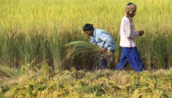 राजस्थान: धान की उचित कीमत न मिलने से किसान नाराज, बिगड़ सकती है चुनावी रणनीति राजस्थान: धान की उचित कीमत न मिलने से किसान नाराज, बिगड़ सकती है चुनावी रणनीति