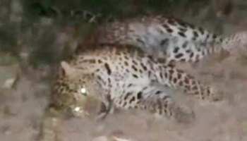 आगरा में दो दिन बाद घायल तेंदुए ने इलाज के दौरान तोड़ा दम आगरा में दो दिन बाद घायल तेंदुए ने इलाज के दौरान तोड़ा दम
