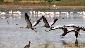 प्रदूषण के कारण कानपुर की जगह गुजरात का रुख कर रहे हैं प्रवासी पक्षी प्रदूषण के कारण कानपुर की जगह गुजरात का रुख कर रहे हैं प्रवासी पक्षी