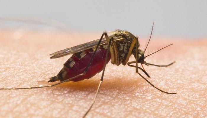 अगर रात में रोशनी जल रही हो तब भी काटता है डेंगू मच्छर