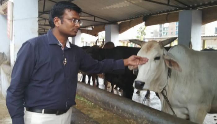 गाय माता है या मांस गाय माता है या मांस