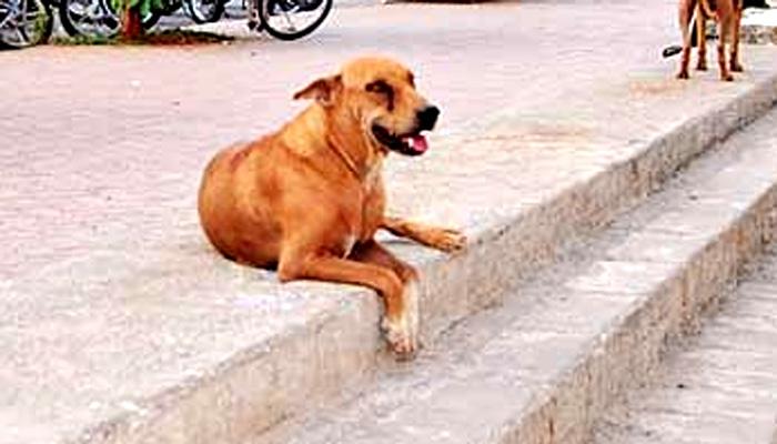 OMG! 'कुतिया' का दूध पीता है धनबाद में रहने वाला ये 10 साल का बच्चा, 4 साल की उम्र से पी रहा है दूध! OMG! 'कुतिया' का दूध पीता है धनबाद में रहने वाला ये 10 साल का बच्चा, 4 साल की उम्र से पी रहा है दूध!