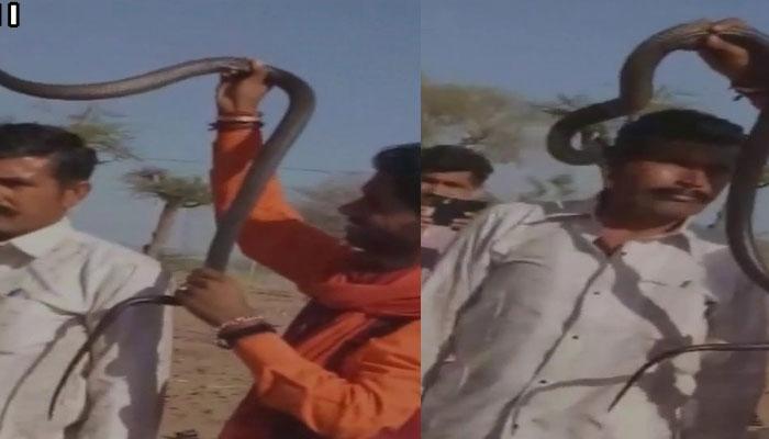 राजस्थान: कोबरा के साथ कर रहा था स्टंट, चली गई जान, WATCH VIDEO राजस्थान: कोबरा के साथ कर रहा था स्टंट, चली गई जान, WATCH VIDEO