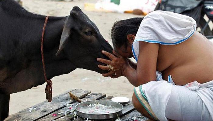 राजस्थान हाई कोर्ट की सिफ़ारिश, गाय को राष्ट्रीय पशु घोषित किया जाए ; जज ने फ़ैसले को बताया 'आत्मा की आवाज़' राजस्थान हाई कोर्ट की सिफ़ारिश, गाय को राष्ट्रीय पशु घोषित किया जाए ; जज ने फ़ैसले को बताया 'आत्मा की आवाज़'