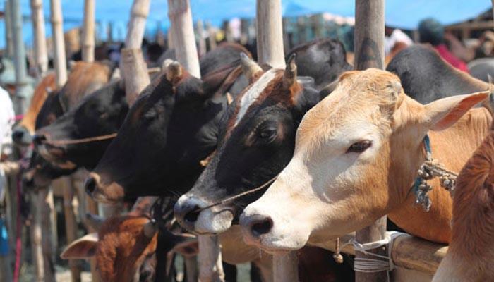बछड़े का वध मामला: कन्नूर में युवक कांग्रेस के 8 कार्यकर्ता गिरफ्तार बछड़े का वध मामला: कन्नूर में युवक कांग्रेस के 8 कार्यकर्ता गिरफ्तार