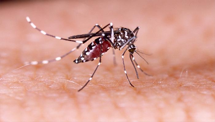 मणिपुर: मच्छर से फैली बीमारी से 16 की मौत, 200 लोग प्रभावित मणिपुर: मच्छर से फैली बीमारी से 16 की मौत, 200 लोग प्रभावित