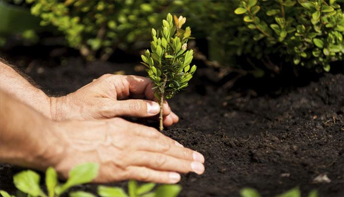 पौधे से तैयार टीका खत्म करेगा पोलियो वायरस पौधे से तैयार टीका खत्म करेगा पोलियो वायरस