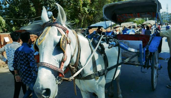 उत्तराखंड के IAS की बेटी अजमेर में चला रही है तांगा उत्तराखंड के IAS की बेटी अजमेर में चला रही है तांगा