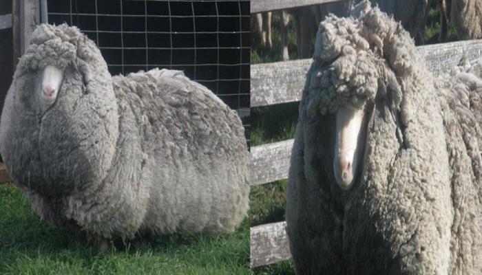 sheep have 45 kg hair on his body sheep have 45 kg hair on his body