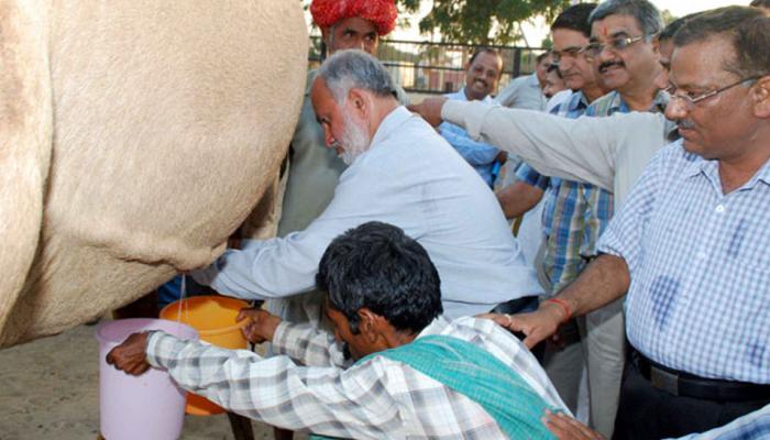 बस रोज एक कप ऊंटनी का दूध, फायदा जान लिया तो खुद को पीने से रोक नहीं पाएंगे बस रोज एक कप ऊंटनी का दूध, फायदा जान लिया तो खुद को पीने से रोक नहीं पाएंगे