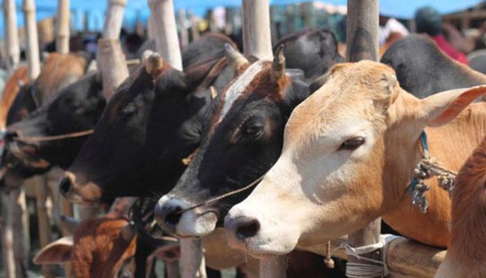 आने वाले सालों में धरती पर गाय ही दिखाई देगी, ये है प्रमुख कारण आने वाले सालों में धरती पर गाय ही दिखाई देगी, ये है प्रमुख कारण