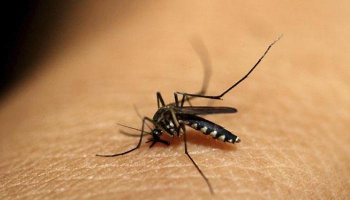 वर्ल्ड मलेरिया डे: इस जानलेवा बीमारी के बारे में जानें सबकुछ, रिस्क और बचाव के उपाय वर्ल्ड मलेरिया डे: इस जानलेवा बीमारी के बारे में जानें सबकुछ, रिस्क और बचाव के उपाय