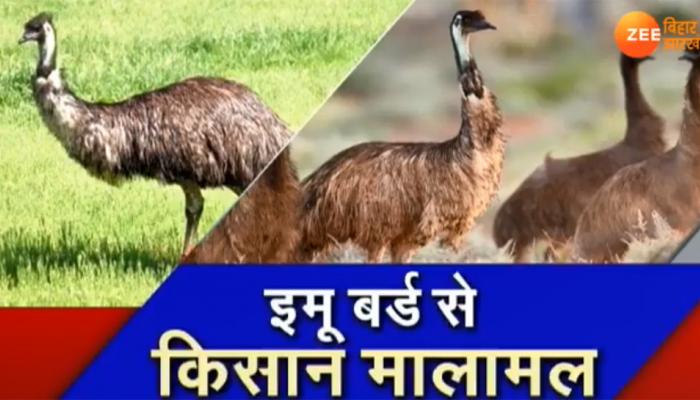 झारखंड: सरकार की कोशिशों से रामगढ़ के किसानों ने शुरू किया इमू पालन का कारोबार झारखंड: सरकार की कोशिशों से रामगढ़ के किसानों ने शुरू किया इमू पालन का कारोबार