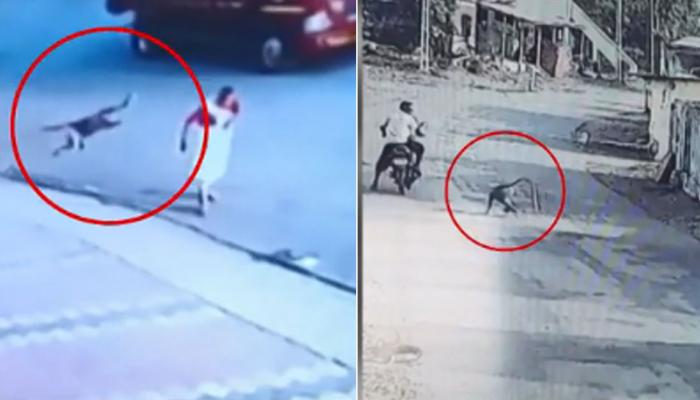 VIDEO: गुजरात के नवसारी में लंगूर का आतंक, राह चलते लोगों को दे देता है धक्का VIDEO: गुजरात के नवसारी में लंगूर का आतंक, राह चलते लोगों को दे देता है धक्का