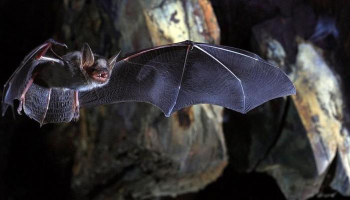इस गांव में पैदा हुआ था Nipah वायरस, दुनिया भर में लोगों को सुला रहा मौत की नींद इस गांव में पैदा हुआ था Nipah वायरस, दुनिया भर में लोगों को सुला रहा मौत की नींद