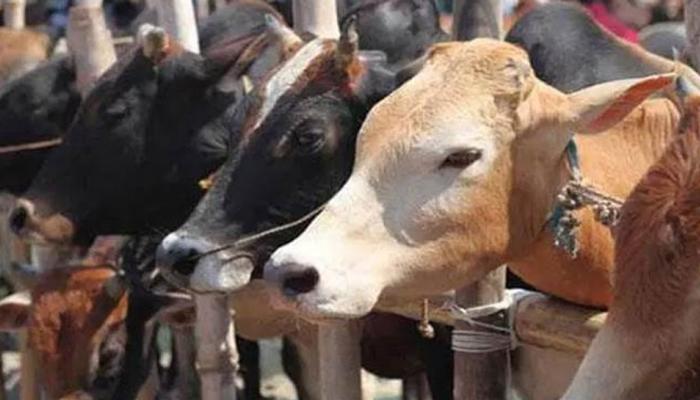 यहां डेढ़ लाख गायों का होगा कत्ल, मारी जा चुकी हैं 24 हजार यहां डेढ़ लाख गायों का होगा कत्ल, मारी जा चुकी हैं 24 हजार