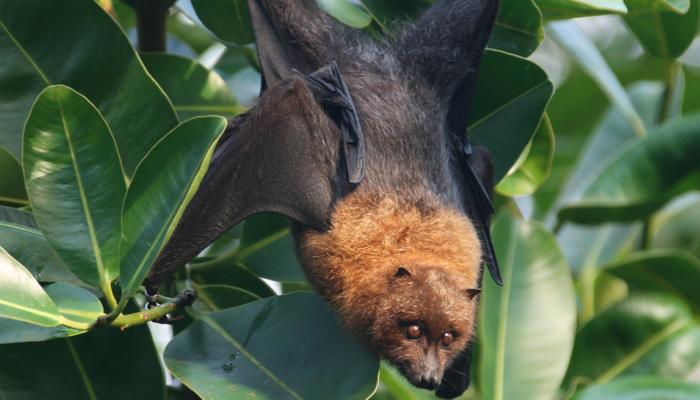 Nipah Virus: दुश्मन नहीं, दोस्त होते हैं चमगादड़, जानिए क्या हैं फायदे Nipah Virus: दुश्मन नहीं, दोस्त होते हैं चमगादड़, जानिए क्या हैं फायदे
