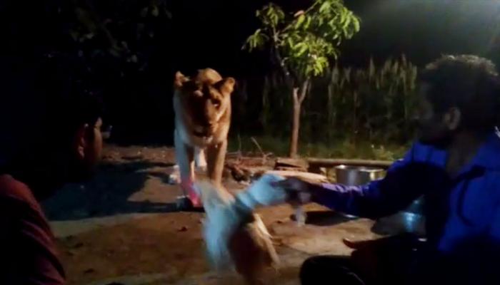 हैरतअंगेज VIDEO: हाथ में मुर्गा लेकर शेर से ले रहे थे पंगा, अगर एक चूक होती तो... हैरतअंगेज VIDEO: हाथ में मुर्गा लेकर शेर से ले रहे थे पंगा, अगर एक चूक होती तो...
