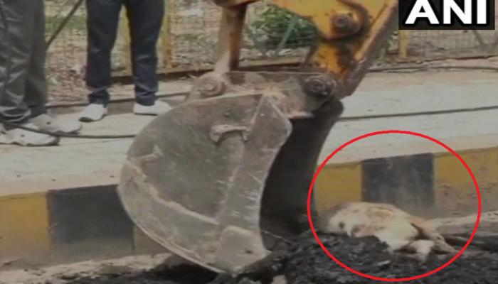 लापरवाही : सो रहा था कुत्ता, कंस्ट्रक्शन कंपनी के कर्मचारियों ने गर्म डामर डालकर ले ली जान और बना दी सड़क लापरवाही : सो रहा था कुत्ता, कंस्ट्रक्शन कंपनी के कर्मचारियों ने गर्म डामर डालकर ले ली जान और बना दी सड़क