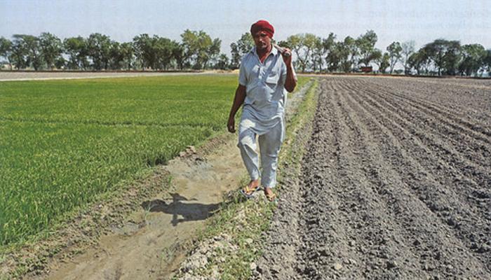 पंजाब में जल संकट: पाबंदी के बावजूद किसान ने रोपा धान, तो अफसरों ने चलवाया ट्रैक्टर पंजाब में जल संकट: पाबंदी के बावजूद किसान ने रोपा धान, तो अफसरों ने चलवाया ट्रैक्टर