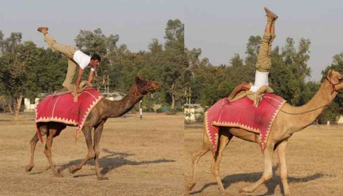 international Yoga Day: bsf jawan's performed yoga on camel, see pics international Yoga Day: bsf jawan's performed yoga on camel, see pics