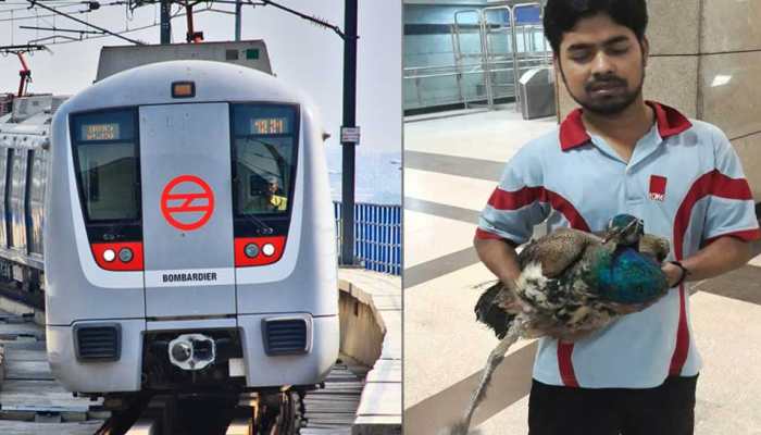 दिल्ली : मोर की जान बचाने के लिए 33 मिनट रुकी रही मेट्रो ट्रेन दिल्ली : मोर की जान बचाने के लिए 33 मिनट रुकी रही मेट्रो ट्रेन