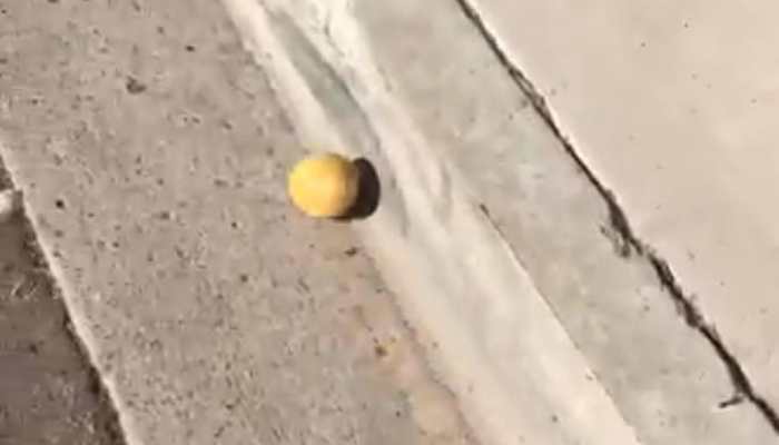 VIDEO: इंटरनेट पर छाया नींबू का 'सफरनामा', 90 लाख से ज्यादा लोगों ने देखा VIDEO: इंटरनेट पर छाया नींबू का 'सफरनामा', 90 लाख से ज्यादा लोगों ने देखा