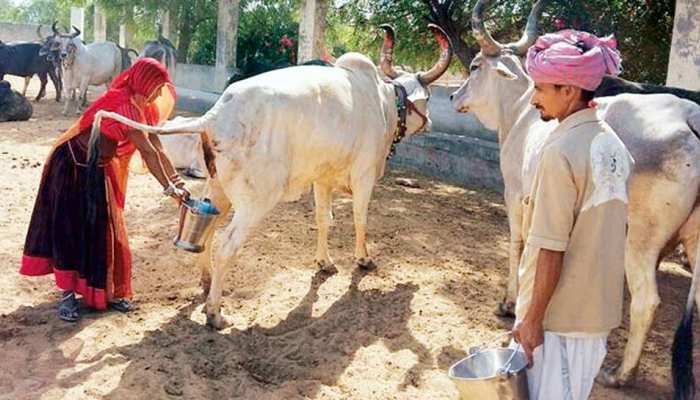 राजस्थान में दूध से महंगा बिक रहा गोमूत्र, 30 रुपए/लीटर पहुंचे दाम, क्या है वजह? राजस्थान में दूध से महंगा बिक रहा गोमूत्र, 30 रुपए/लीटर पहुंचे दाम, क्या है वजह?