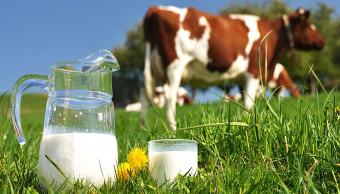 COW Milk से भी ज्यादा फायदेमंद होता है यह दूध... COW Milk से भी ज्यादा फायदेमंद होता है यह दूध...
