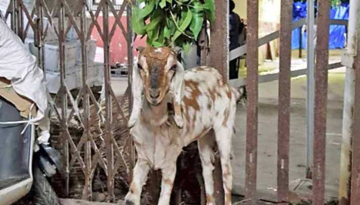 रेलवे ने 2500 रुपये में बकरी को किया नीलाम, जाने क्या था कसूर रेलवे ने 2500 रुपये में बकरी को किया नीलाम, जाने क्या था कसूर