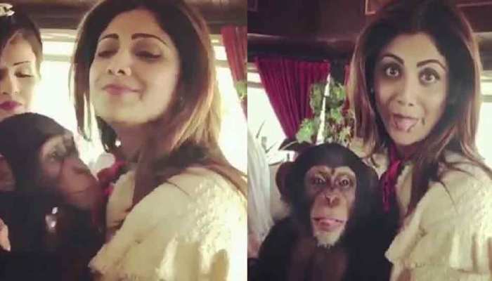 VIDEO: शिल्पा शेट्टी ने चिम्पांजी को लगाया गले, देखें आगे हुआ फिर क्या... VIDEO: शिल्पा शेट्टी ने चिम्पांजी को लगाया गले, देखें आगे हुआ फिर क्या...