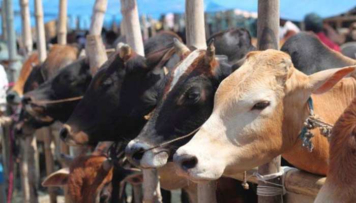 सूरत: आवारा गाय पकड़ने गए निगमकर्मियों पर भीड़ का हमला, गाड़ी में बैठकर बचाई जान सूरत: आवारा गाय पकड़ने गए निगमकर्मियों पर भीड़ का हमला, गाड़ी में बैठकर बचाई जान