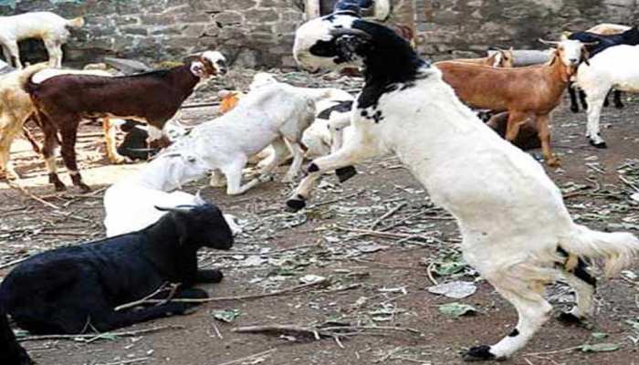 बकरीद से पहले बॉम्बे हाईकोर्ट में दायर हुई याचिका, 'रोकी जाए भेड़-बकरों की बिक्री' बकरीद से पहले बॉम्बे हाईकोर्ट में दायर हुई याचिका, 'रोकी जाए भेड़-बकरों की बिक्री'