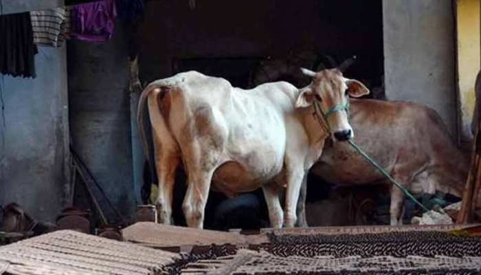 हरियाणा: मुस्लिम युवक के डंडे की पिटाई से गाय की मौत, गांव में तनाव हरियाणा: मुस्लिम युवक के डंडे की पिटाई से गाय की मौत, गांव में तनाव