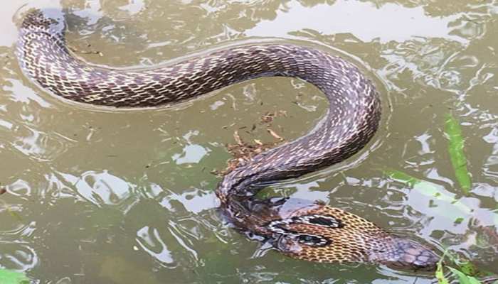 VIDEO : केरल में अब कोबरा और मगरमच्छों का कहर, Snake Man की ली जा रही मदद VIDEO : केरल में अब कोबरा और मगरमच्छों का कहर, Snake Man की ली जा रही मदद